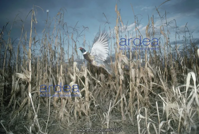 : Ring-necked Pheasant : Ring-necked Pheasant