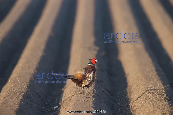: Ring-necked Pheasant cock : Ring-necked Pheasant cock