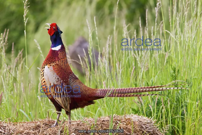 : Ring Necked Pheasant - cock - displaying : Ring Necked Pheasant - cock - displaying
