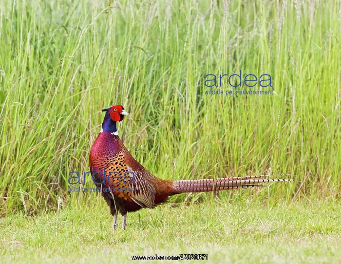 : Ring Necked Pheasant - cock - walking in meadow : Ring Necked Pheasant - cock - walking in meadow