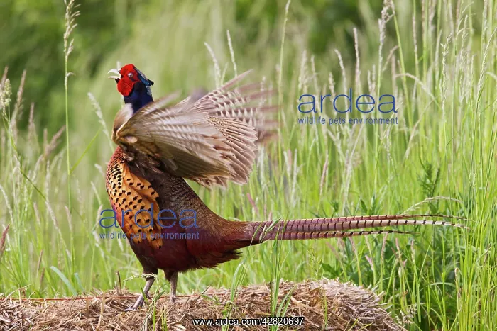 : Ring Necked Pheasant - cock - wing flapping display : Ring Necked Pheasant - cock - wing flapping display