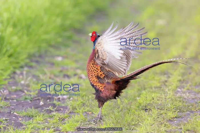 : Ring-necked Pheasant display 49, S-E Arndt : Ring-necked Pheasant display 49, S-E Arndt