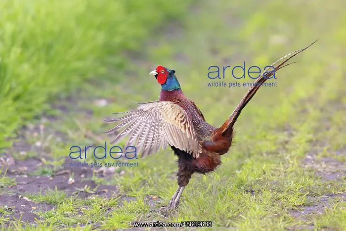 : Ring-necked Pheasant display 51, S-E Arndt : Ring-necked Pheasant display 51, S-E Arndt