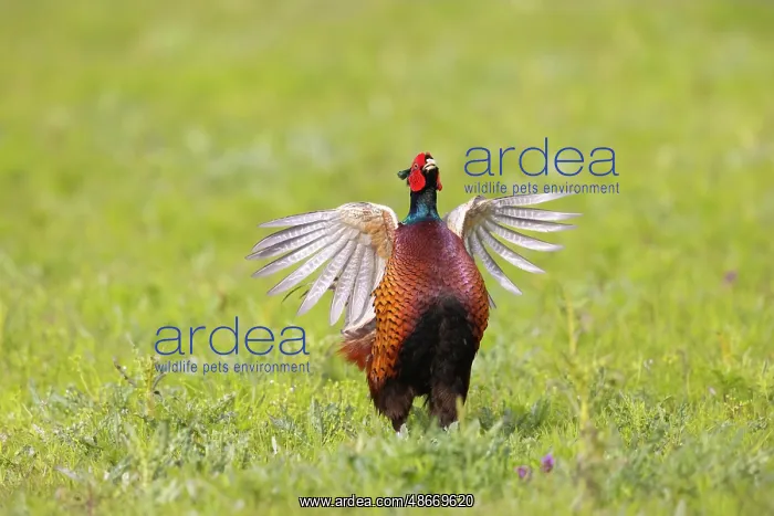 : Ring-necked Pheasant display 56, S-E Arndt : Ring-necked Pheasant display 56, S-E Arndt