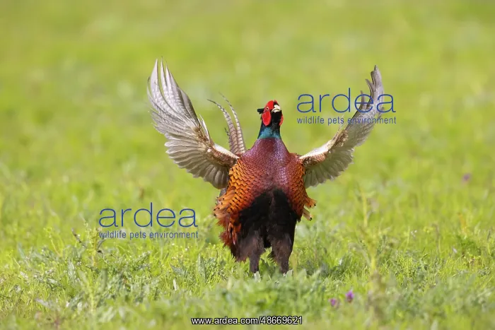 : Ring-necked Pheasant display 57, S-E Arndt : Ring-necked Pheasant display 57, S-E Arndt