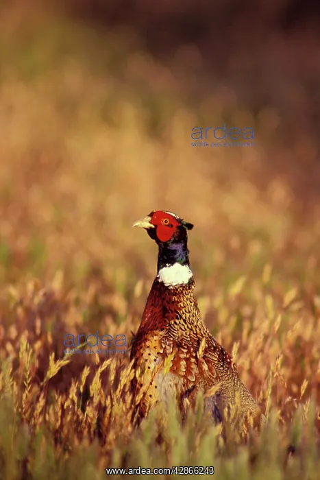 : Ring-necked Pheasant - Male : Ring-necked Pheasant - Male
