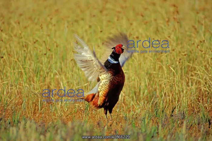 : Ring-necked Pheasant - Male, spring mating display : Ring-necked Pheasant - Male, spring mating display