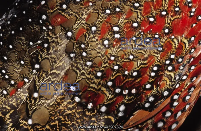 : Ring-necked Pheasant (Phasianus colchicus) deta : Ring-necked Pheasant (Phasianus colchicus) deta