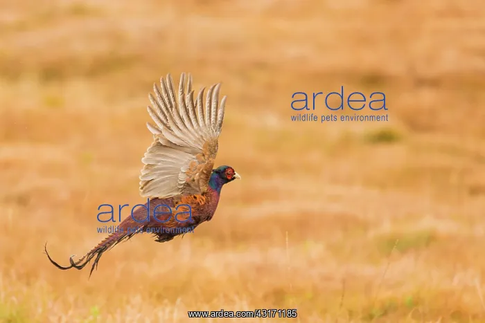 : Ring-necked Pheasant (Phasianus colchicus) flying : Ring-necked Pheasant (Phasianus colchicus) flying