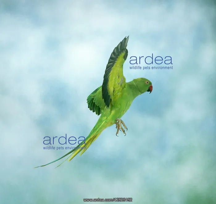 : Ring-necked / Rose-ringed Parakeet : Ring-necked / Rose-ringed Parakeet