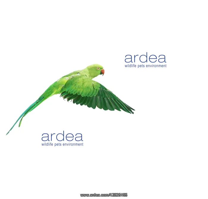  : Ring-necked  /  Rose-ringed Parakeet