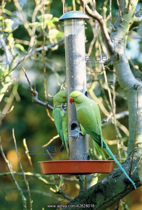 : Ring-necked / Rose-ringed Parakeet - on bird feeder : Ring-necked / Rose-ringed Parakeet - on bird feeder