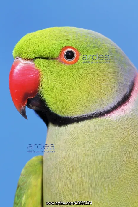 : Ring-necked / Rose-ringed PARAKEET - close-up : Ring-necked / Rose-ringed PARAKEET - close-up