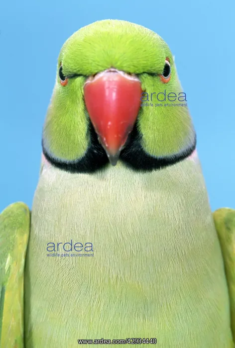 : Ring-necked / Rose-ringed PARAKEET - close-up : Ring-necked / Rose-ringed PARAKEET - close-up