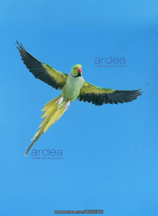 : Ring-necked / Rose-ringed PARAKEET - in flight : Ring-necked / Rose-ringed PARAKEET - in flight