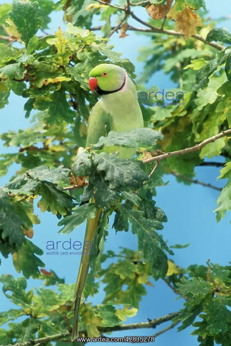: Ring-necked / Rose-ringed PARAKEET - in Oak tree : Ring-necked / Rose-ringed PARAKEET - in Oak tree