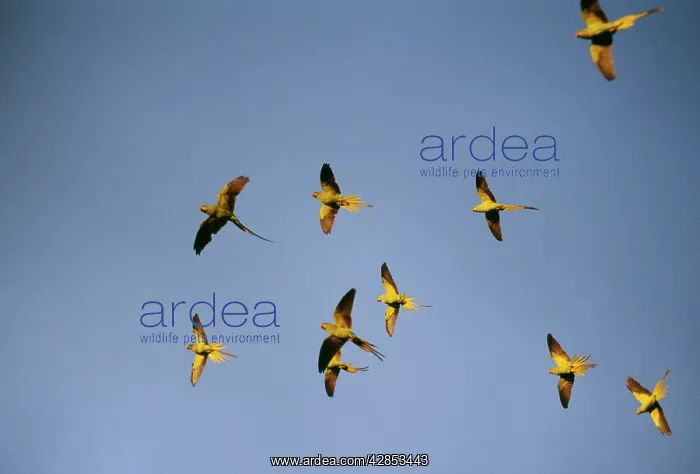 : Ring-Necked / Rose-Ringed Parakeets - flying to : Ring-Necked / Rose-Ringed Parakeets - flying to