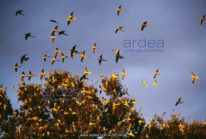 : Ring-Necked / Rose-Ringed PARAKEETS- at roost : Ring-Necked / Rose-Ringed PARAKEETS- at roost