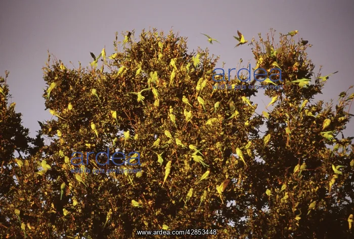 : Ring-Necked / Rose-Ringed - at roost : Ring-Necked / Rose-Ringed - at roost