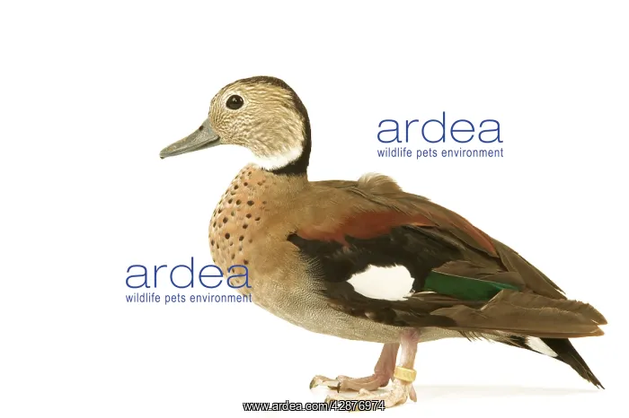 : Ring-necked Teal / Ringed Teal / Red-shouldered Teal : Ring-necked Teal / Ringed Teal / Red-shouldered Teal