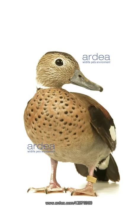 : Ring-necked Teal / Ringed Teal / Red-shouldered Teal : Ring-necked Teal / Ringed Teal / Red-shouldered Teal