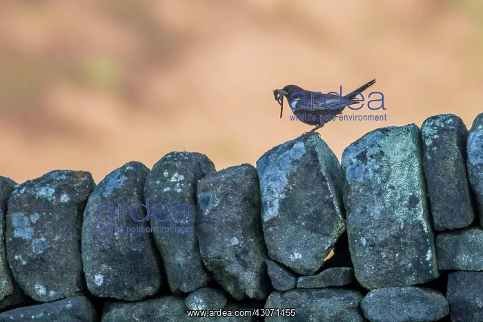 : Ring Ouzel : Ring Ouzel