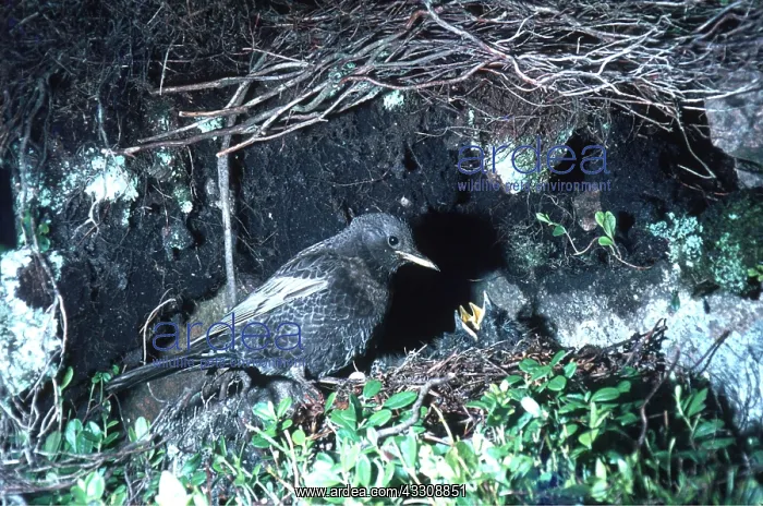 : RING OUZEL - with begging chicks in nest : RING OUZEL - with begging chicks in nest