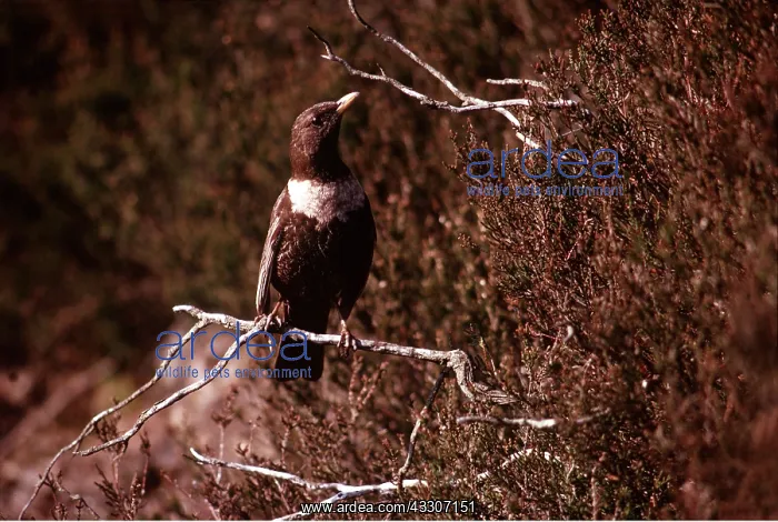 : RING OUZEL - perched on branch : RING OUZEL - perched on branch