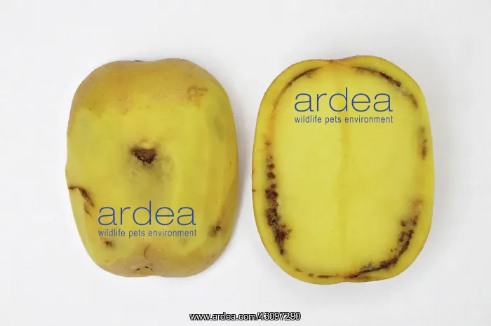 : Ring Rot caused by Corynebacterium sepedonicum in a Yukon Gold potato : Ring Rot caused by Corynebacterium sepedonicum in a Yukon Gold potato