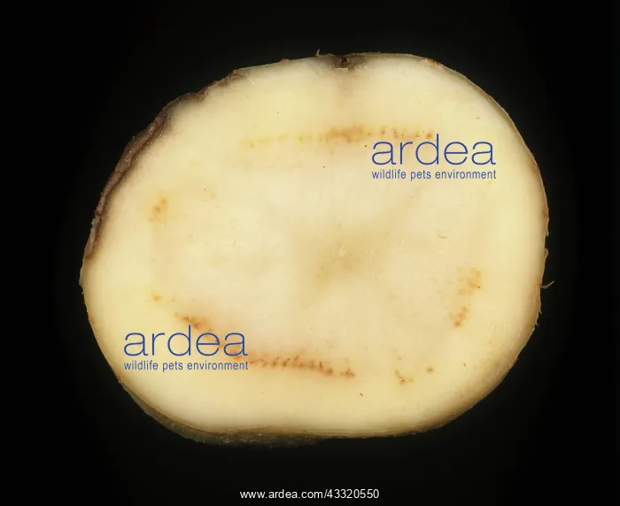 : Ring rot (Corynebacterium sepedonicum) early disease ring shown in potato tuber section : Ring rot (Corynebacterium sepedonicum) early disease ring shown in potato tuber section