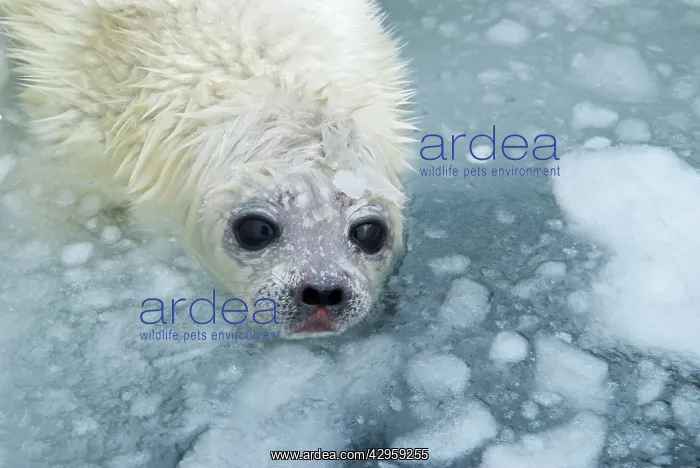: Ring Seal Pup in Ice hole on sea ice : Ring Seal Pup in Ice hole on sea ice
