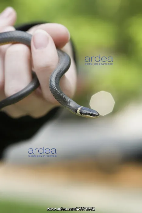 : Ring Snake : Ring Snake