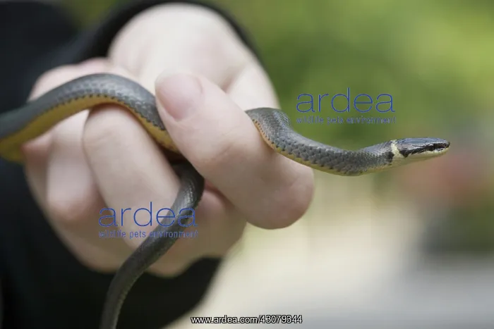 : Ring Snake : Ring Snake