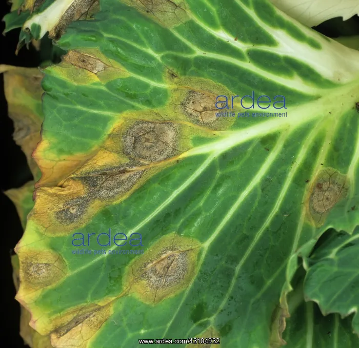 : Ring spot. Ring Spot (Mycosphaerella brassicicola) lesions on ornamental cabbage leaf : Ring spot. Ring Spot (Mycosphaerella brassicicola) lesions on ornamental cabbage leaf