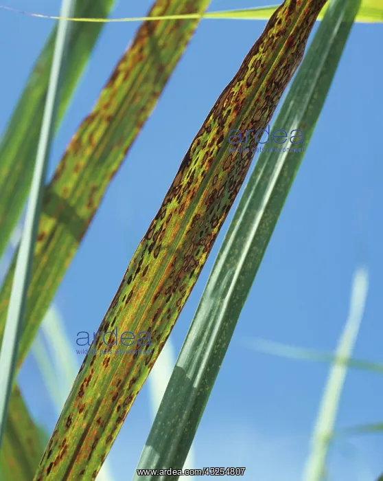 : Ring Spot on Sugar Cane : Ring Spot on Sugar Cane
