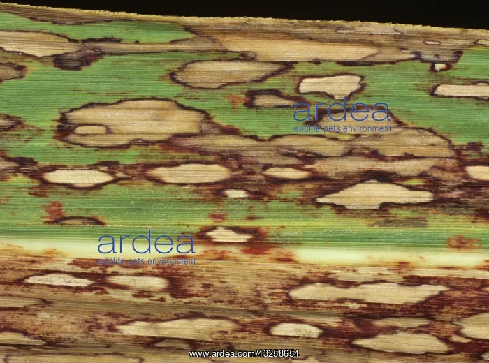 : Ring Spot on Sugar Cane : Ring Spot on Sugar Cane