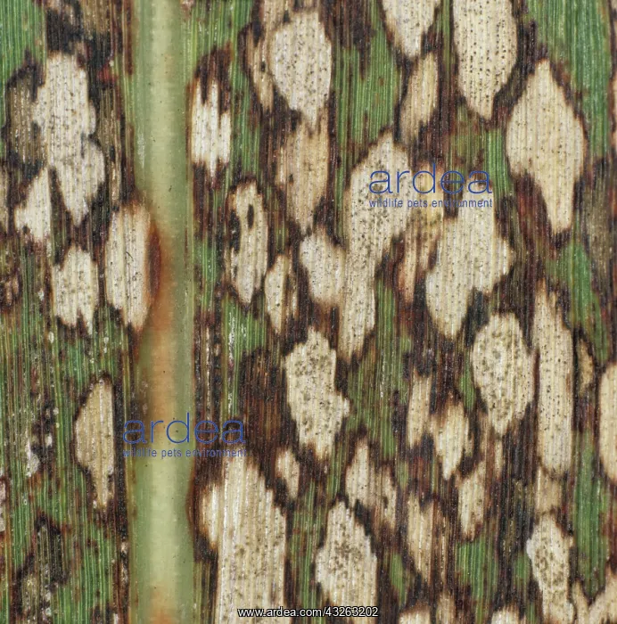: Ring Spot on Sugar Cane leaf : Ring Spot on Sugar Cane leaf