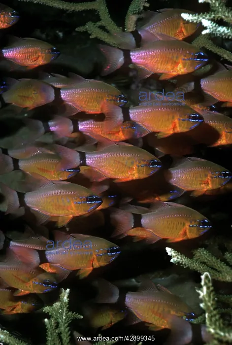 : Ring-tailed cardinalfish - live around hard corals : Ring-tailed cardinalfish - live around hard corals