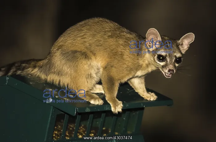 : Ring-tailed Cat at night - Ring-tailed Cat at night : Ring-tailed Cat at night - Ring-tailed Cat at night