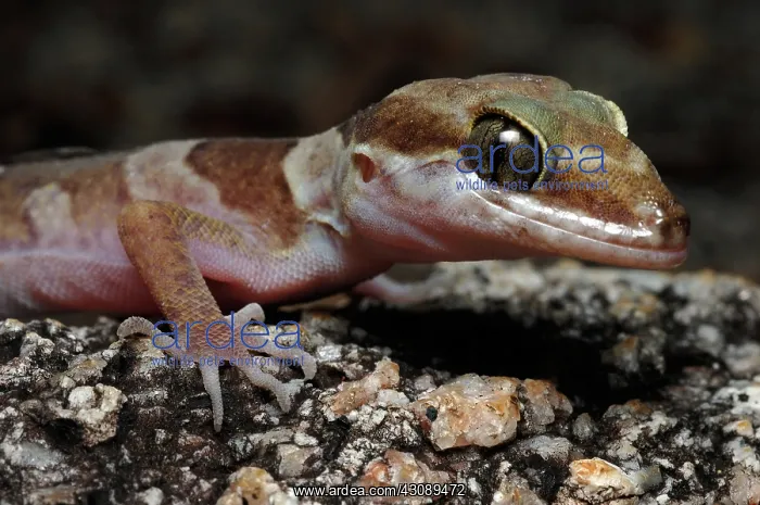 : Ring-tailed Gecko, Australia : Ring-tailed Gecko, Australia