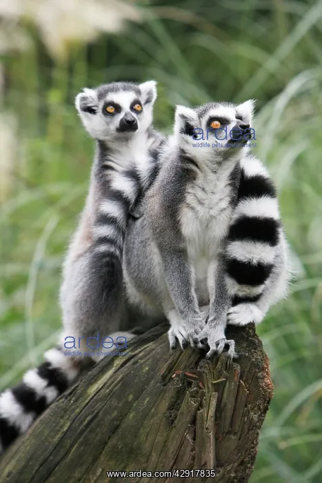 : Ring-tailed Lemur - 2 animals watching : Ring-tailed Lemur - 2 animals watching