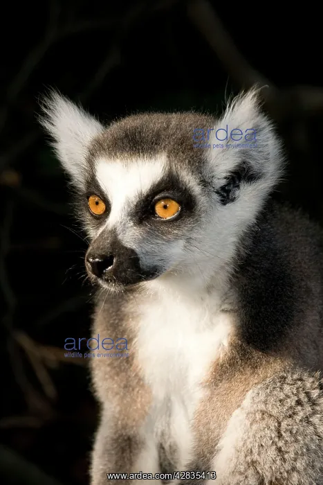  : Ring-tailed Lemur