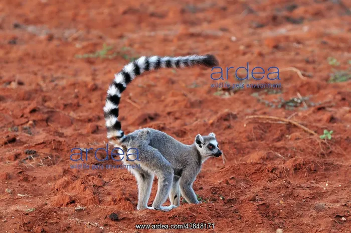 : Ring-tailed Lemur : Ring-tailed Lemur