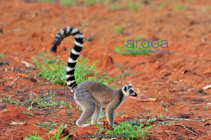 : Ring-tailed Lemur : Ring-tailed Lemur