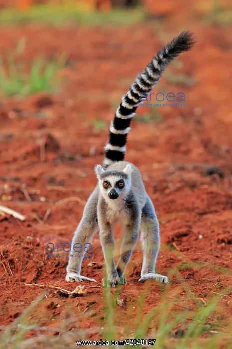 : Ring-tailed Lemur : Ring-tailed Lemur