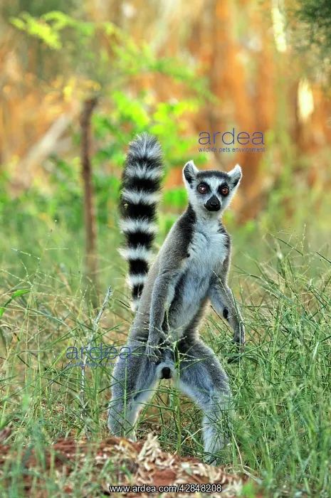 : Ring-tailed Lemur : Ring-tailed Lemur
