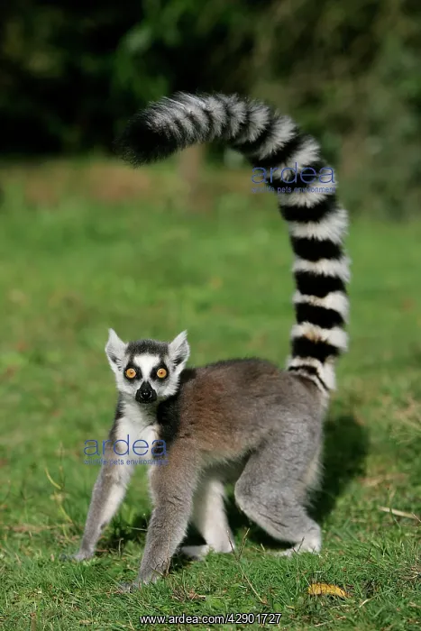 : Ring-tailed Lemur : Ring-tailed Lemur