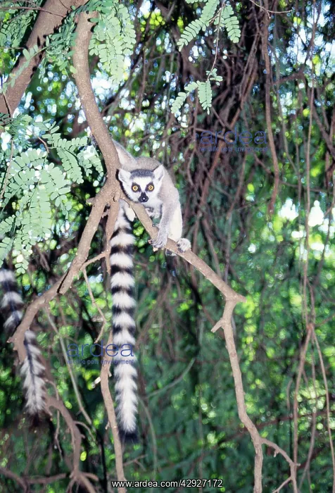 : Ring-tailed Lemur : Ring-tailed Lemur