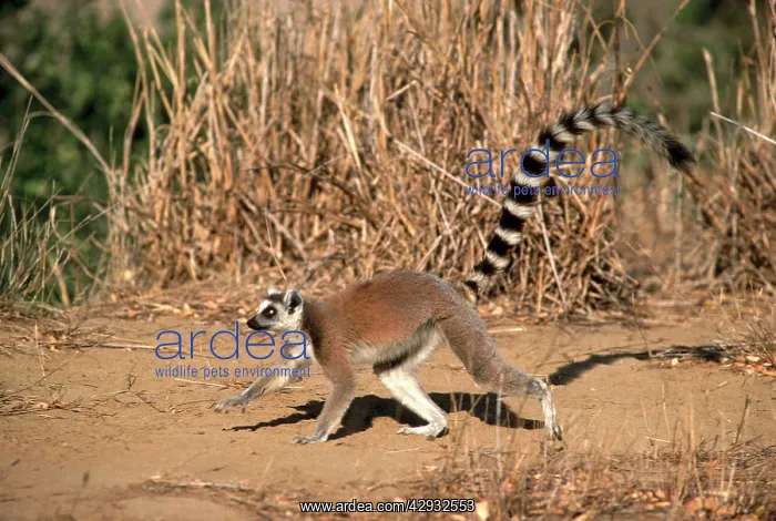 : Ring-tailed Lemur : Ring-tailed Lemur