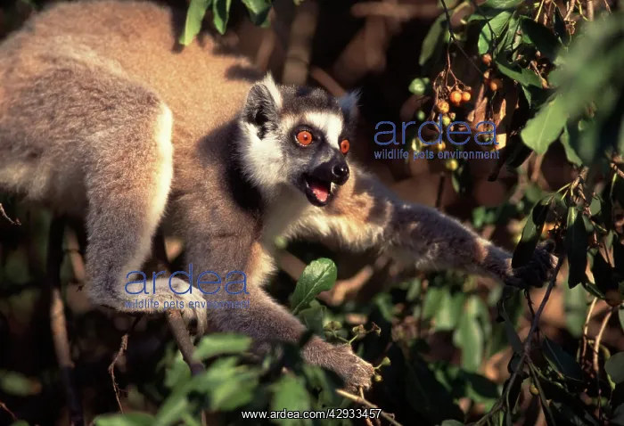: Ring-Tailed Lemur : Ring-Tailed Lemur
